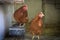 Egg laying hens at free range farm