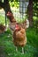 Egg-laying hens in the yard