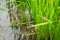 Egg mass of Golden Apple Snail in rice paddy field