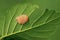 Egg mass of stink bug