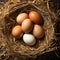 Egg nest harmony Pile of brown eggs nested in a nest