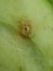 EGG OF Oriental fruit fly