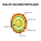 The egg of the roundworm is fertilized. Structure of Ascaris eggs. infographics. Vector illustration on isolated background.