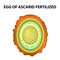 The egg of the roundworm is fertilized. Structure of Ascaris eggs. infographics. Vector illustration on isolated background.