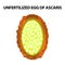 The egg of the roundworm unfertilized. Structure of Ascaris eggs. infographics. Vector illustration on isolated background.