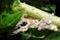 egg sac mealybug on papaya