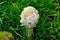 Egg-shaped Shaggy Mane Mushroom, Lewisville, WA, USA