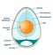 Egg structure vector illustration. Labeled educational anatomy info scheme.