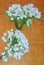 Egg tempera painting of pear blossom