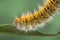 Eggar Moth Caterpillar