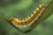 Eggar Moth Caterpillar