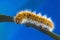 Eggar Moth Caterpillar