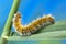 Eggar Moth Caterpillar