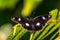 Eggfly butterfly - Hypolimnas bolina - black colour with white spots