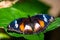 Eggfly butterfly - Hypolimnas bolina - black with coloured spots