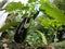 Eggfruit and bell pepper in an organic farm