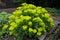 Eggleaf spurge shrub, full bloom. Euphorbia oblongata