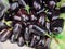 Eggplant, aubergine or brinjal is a plant species in the nightshade family Solanaceae.