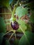 Eggplant, aubergine or brinjal is a plant species in the nightshade family Solanaceae