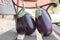 Eggplant, aubergine, melongene garden egg, guinea squash fruits on the bench