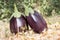 Eggplant, aubergine, melongene garden egg, guinea squash fruits in the grass and autumn dried leaves