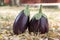 Eggplant, aubergine, melongene garden egg, guinea squash fruits in the grass and autumn dried leaves