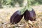 Eggplant, aubergine, melongene garden egg, guinea squash fruits in the grass and autumn dried leaves