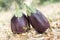 Eggplant, aubergine, melongene garden egg, guinea squash fruits in the grass and autumn dried leaves