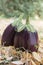 Eggplant, aubergine, melongene garden egg, guinea squash fruits in the grass and autumn dried leaves