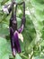 Eggplant or aubergine plant solanum melongena with fruits and flowers in the garden