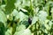 Eggplant black fruit in vegetable garden