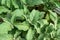 Eggplant blooming in the greenhouse. Gardening concept