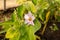 Eggplant blooms on the plant