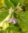 Eggplant blooms on the plant