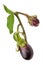 Eggplant branch