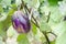 Eggplant children grow beautiful mature trees grow naturally clean.