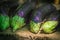 Eggplant close-up macro