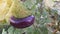 Eggplant or commonly called solanum melongena