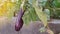 Eggplant or commonly called solanum melongena