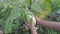 Eggplant or commonly called solanum melongena