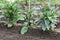 Eggplant cultivation in the vegetable garden.