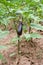 Eggplant in farmland