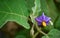 Eggplant flower