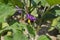 An eggplant flower