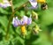 Eggplant flower is a plant species in the nightshade family