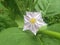 Eggplant flower with purplish petals is in the garden