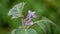 Eggplant flowers