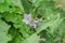 Eggplant flowers