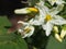 Eggplant flowers in the garden