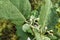 Eggplant flowers that are growing in the garden